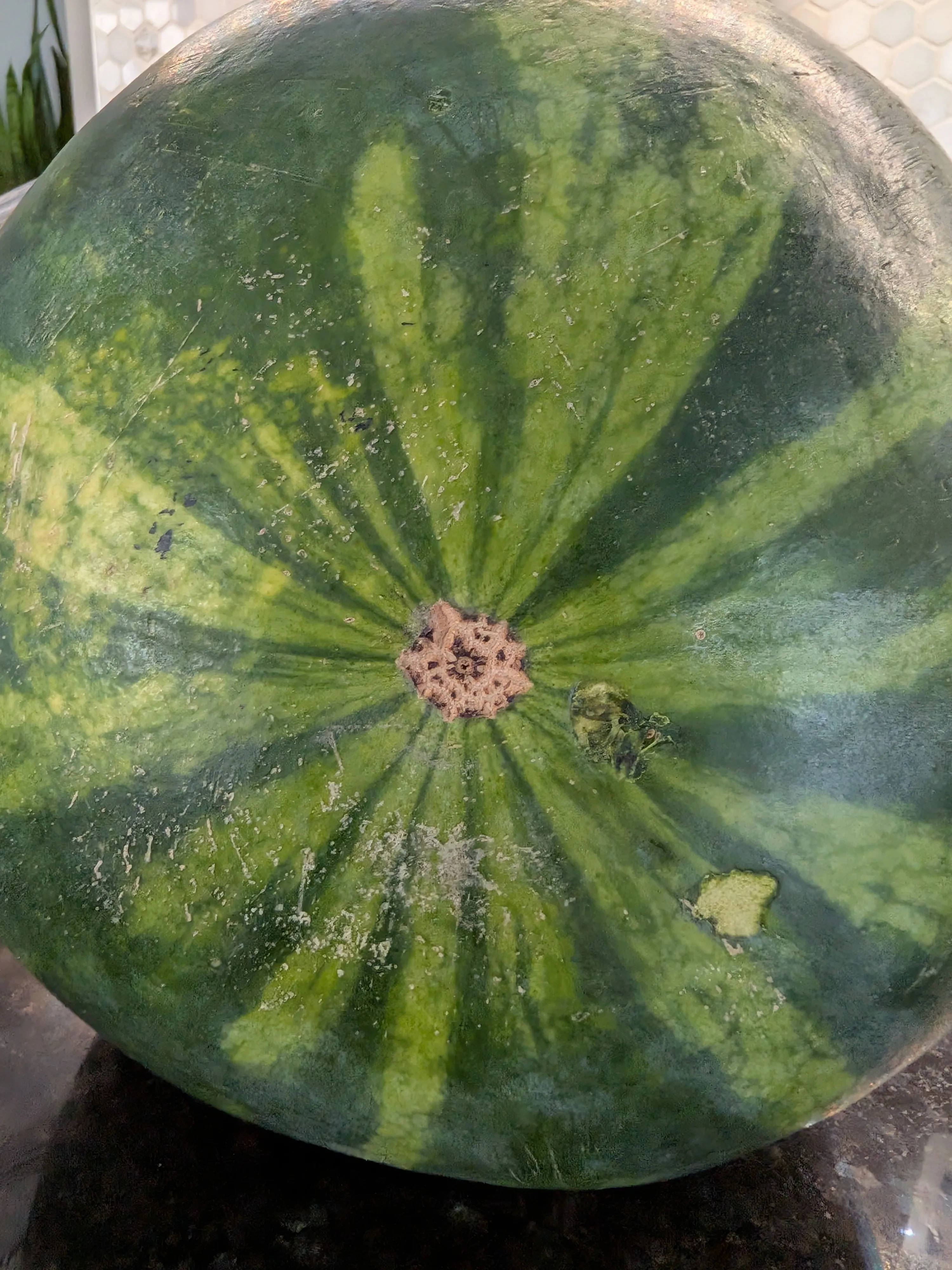The underside of a watermelon, showing a small, tight, star-shaped blossom end — the "butthole."